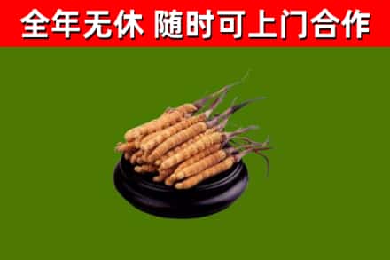 湖口县回收散虫草